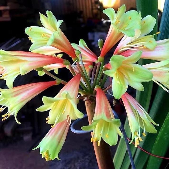 曼巴君子兰花艺