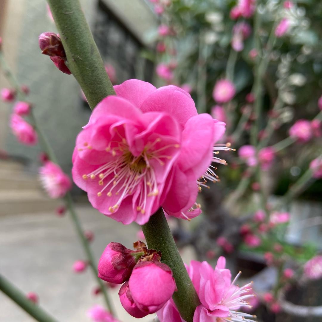 三个孙子的外婆