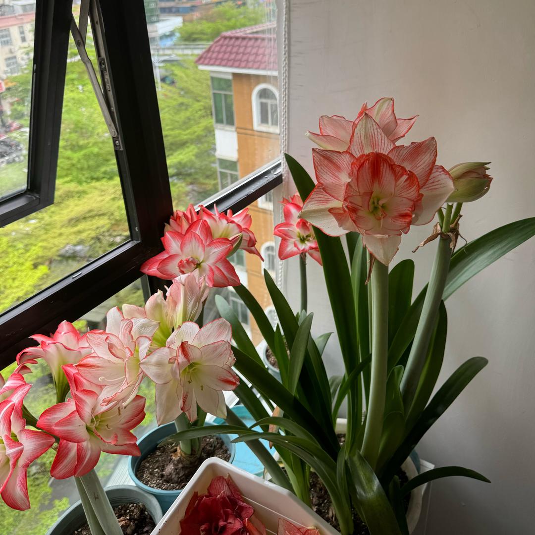 Lala朱顶红
