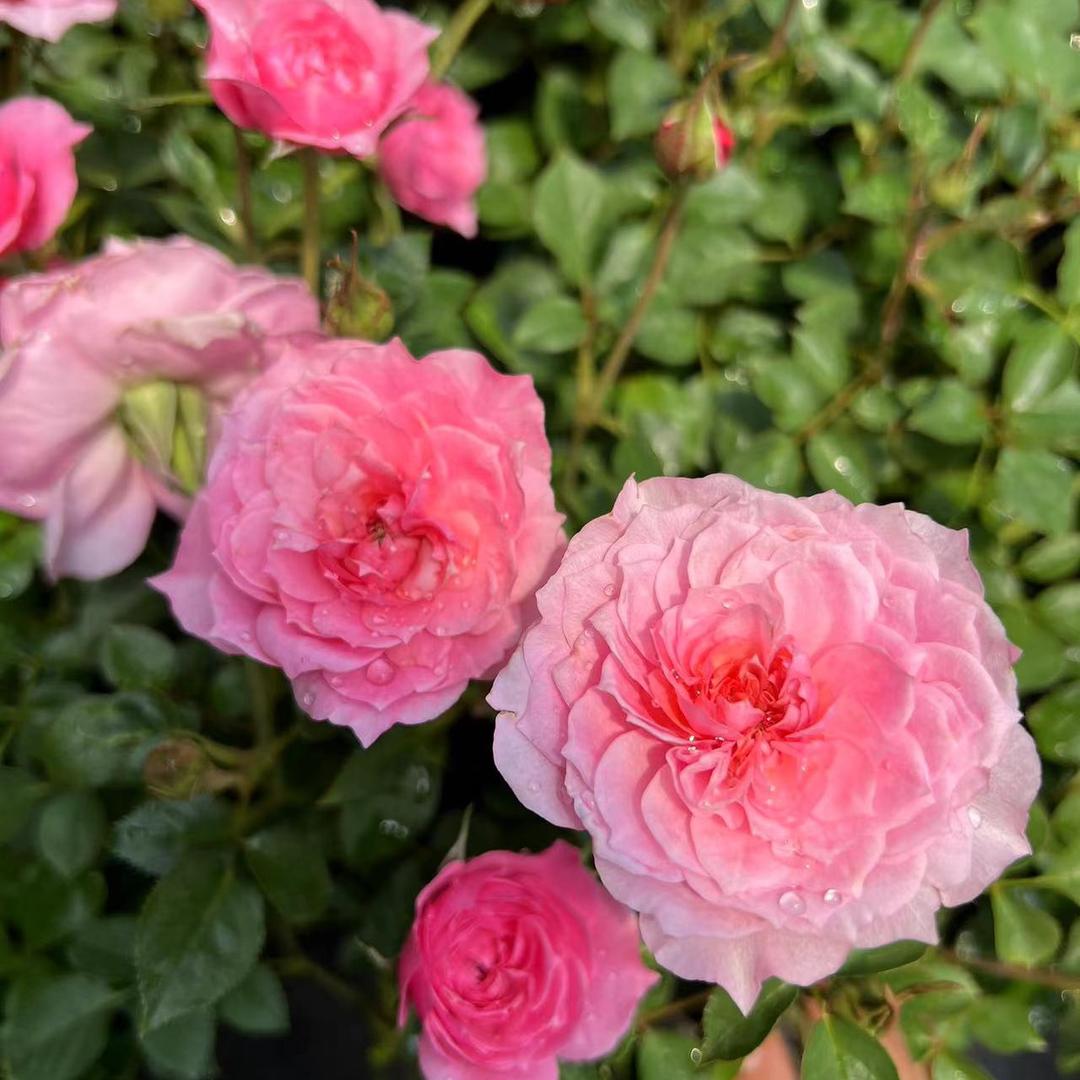 芊朵园艺店