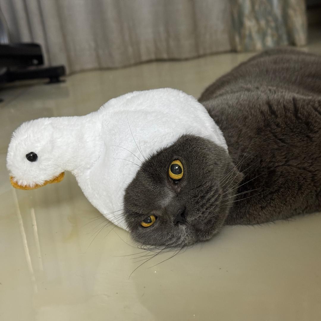 9小只的饲养员🐈