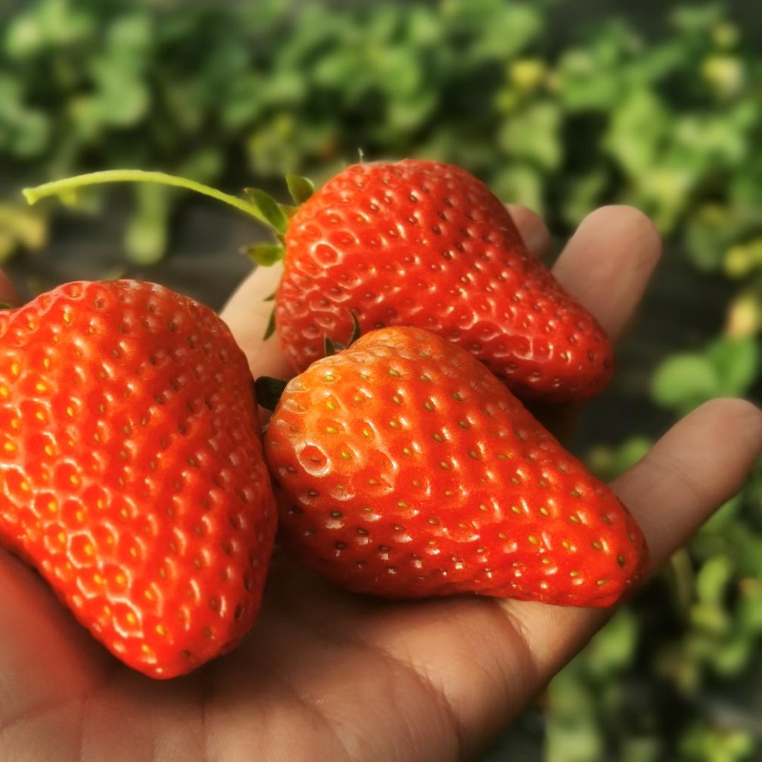 北大荒草莓采摘园