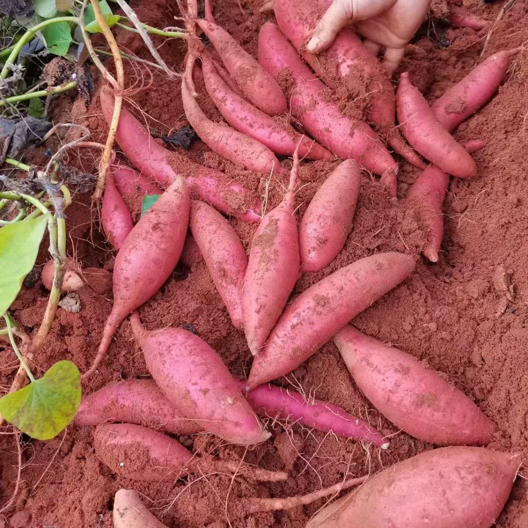 红薯小葛🍠🍠🥔🥔