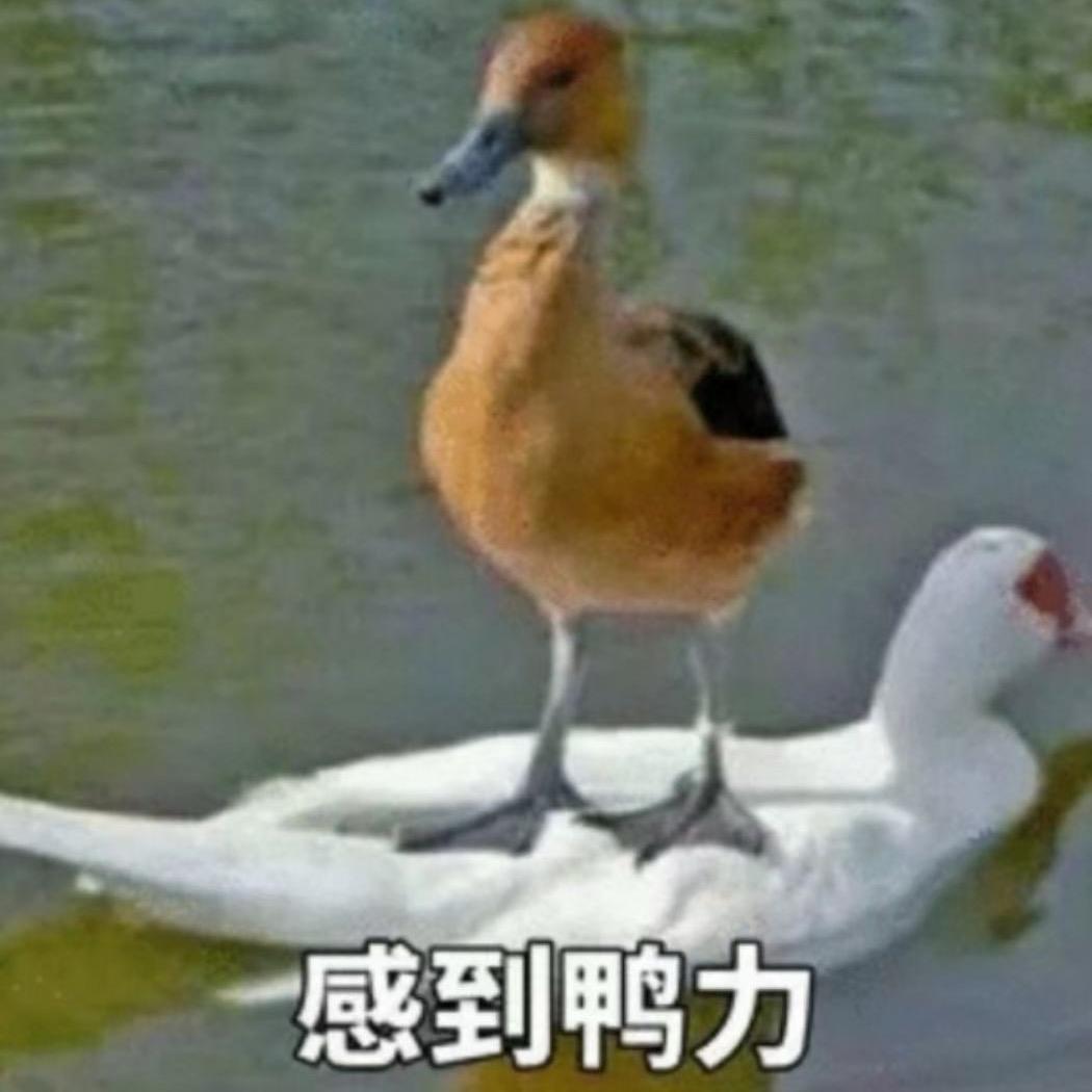 骆驼