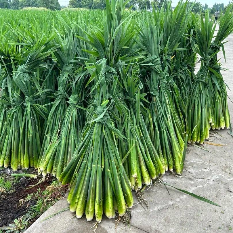 高哥练塘茭白产地直销