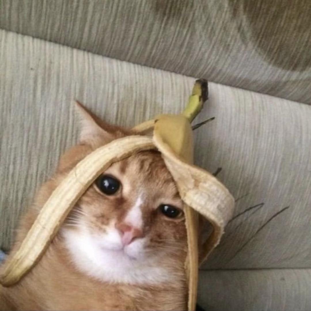 一天一根淀粉肠儿