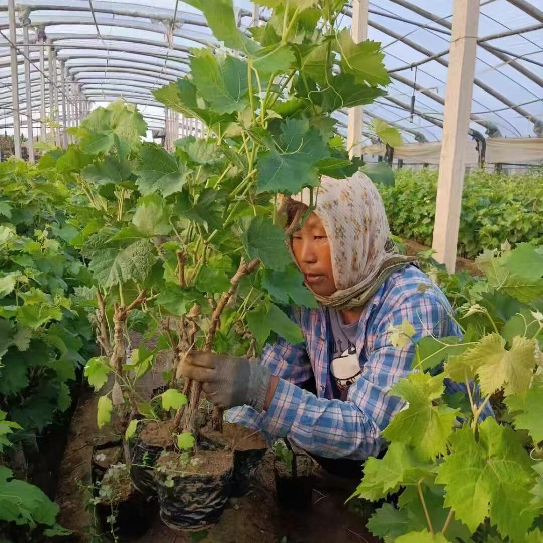 嘉悦果树苗木专营店