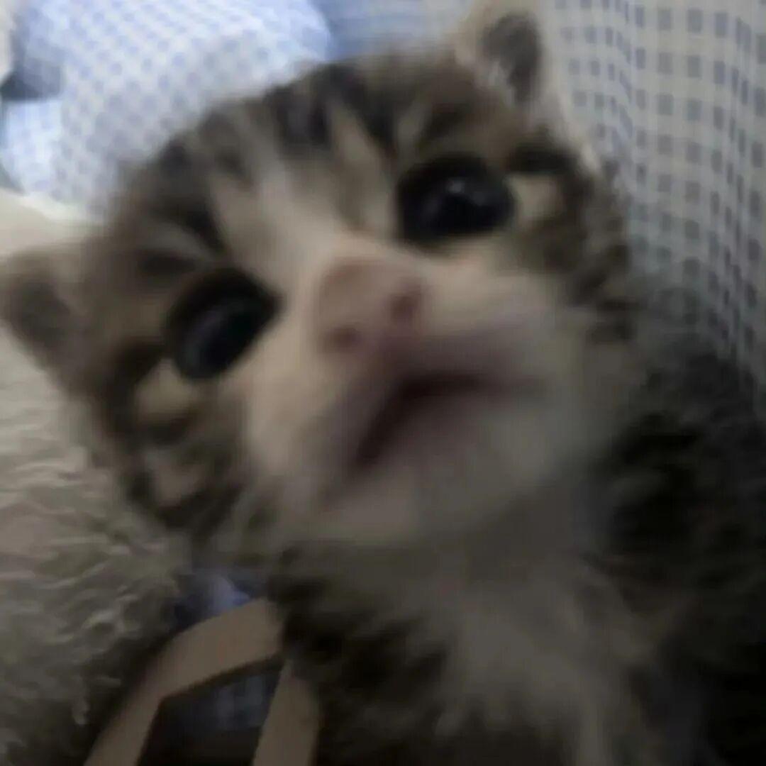 虺