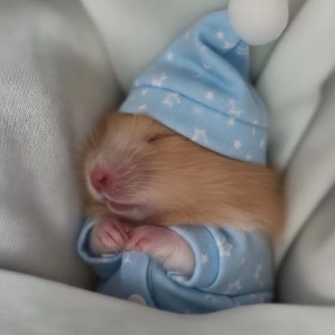 🐷