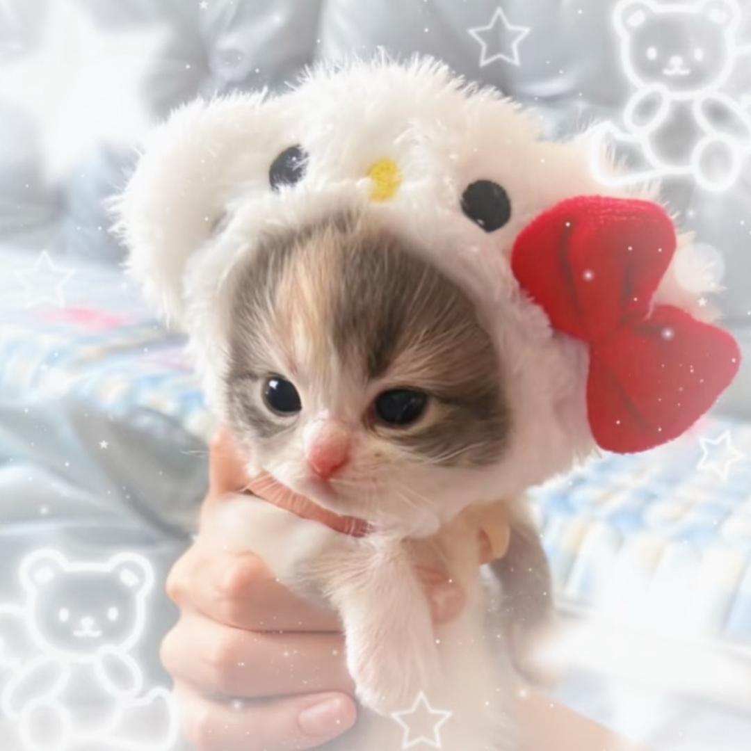 秃头米粒