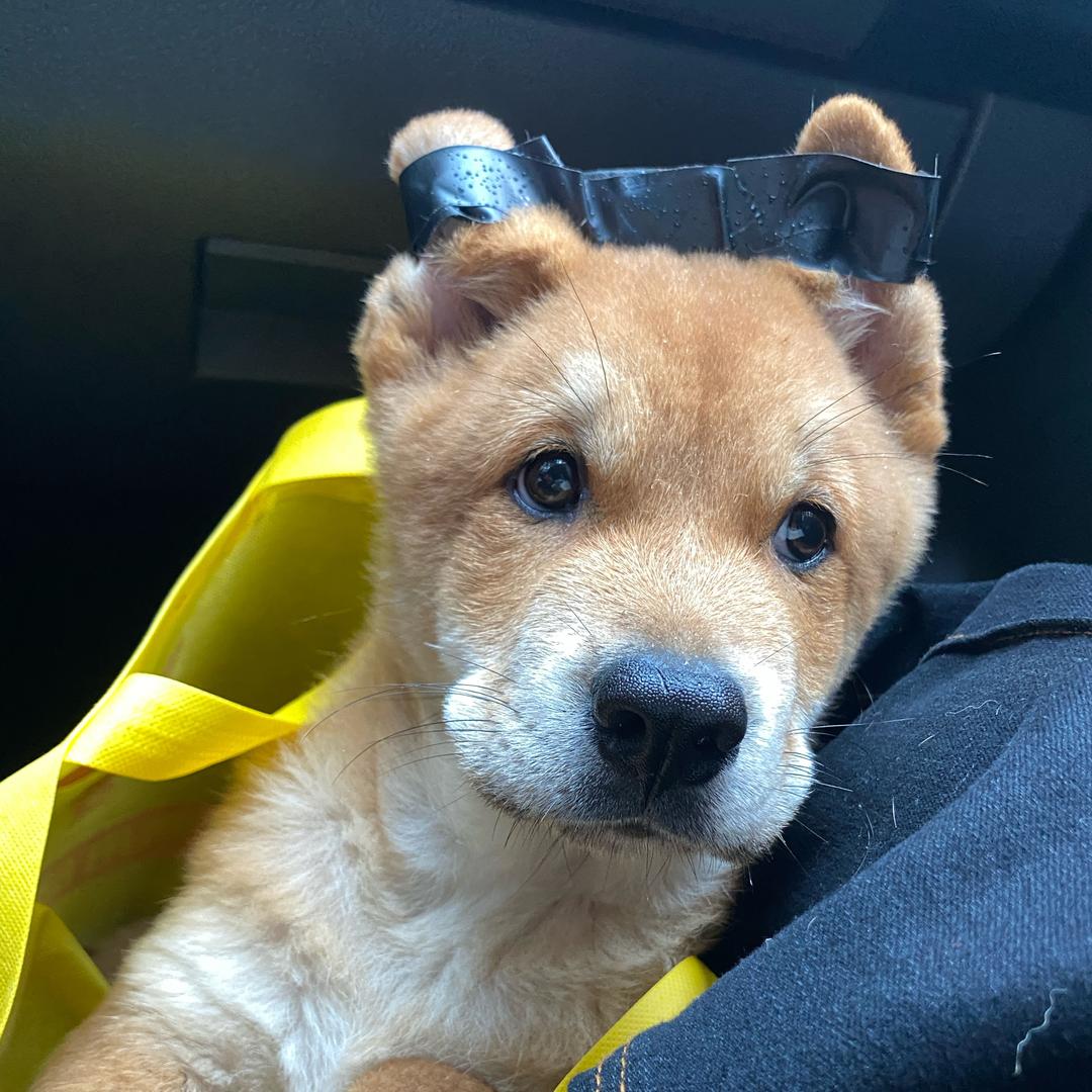 黄豆是个田园犬