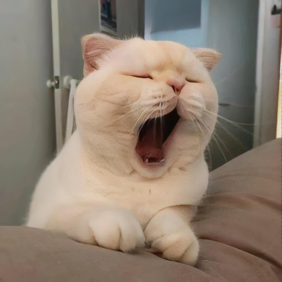 猪啊
