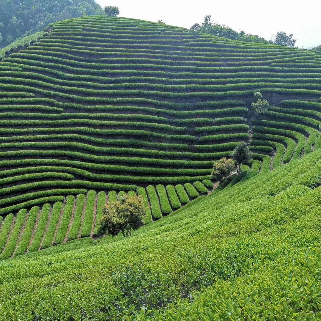 玖木神枞茶业
