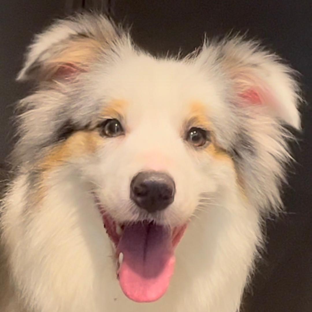 蓝莓家的小边牧～