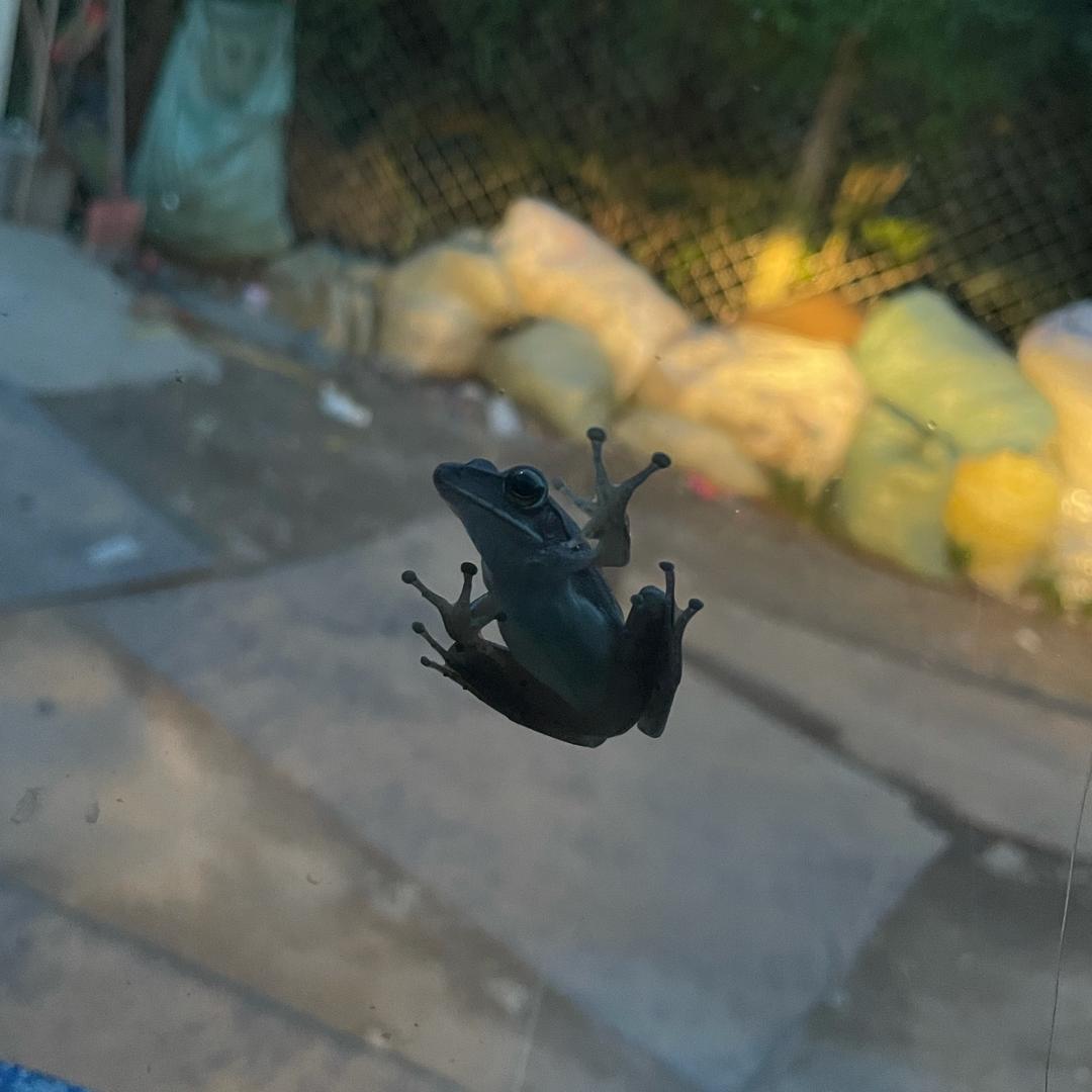 原皮劫