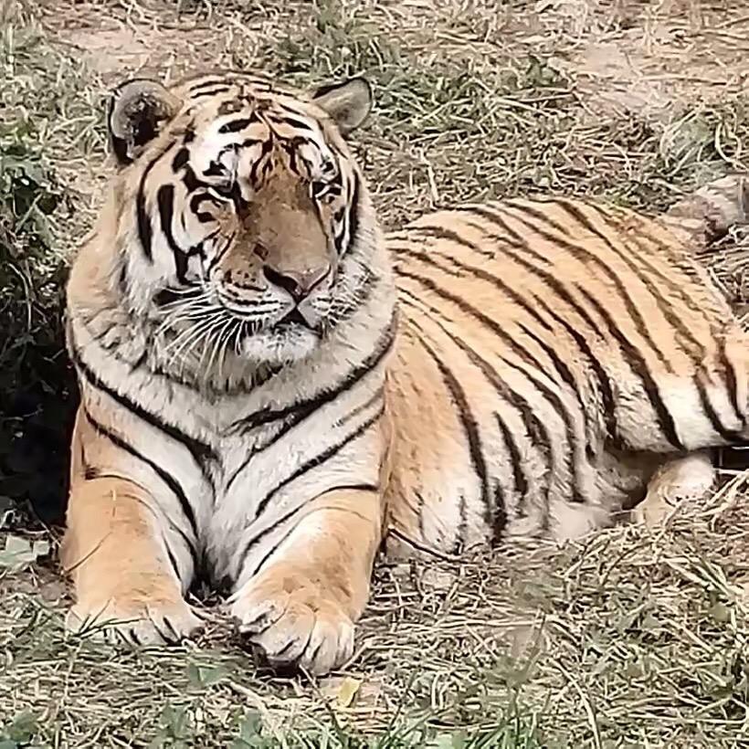 小虎解说动物世界