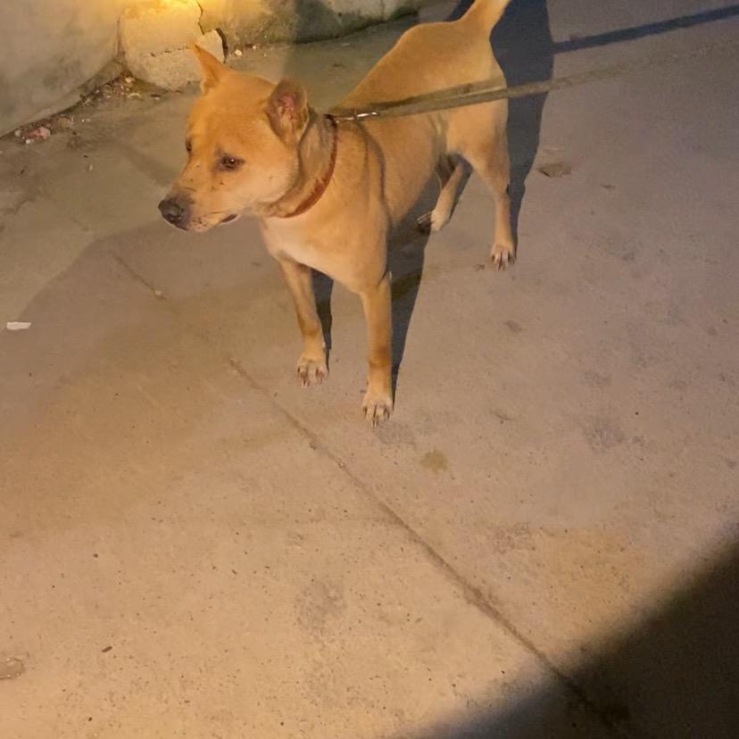 犬之友