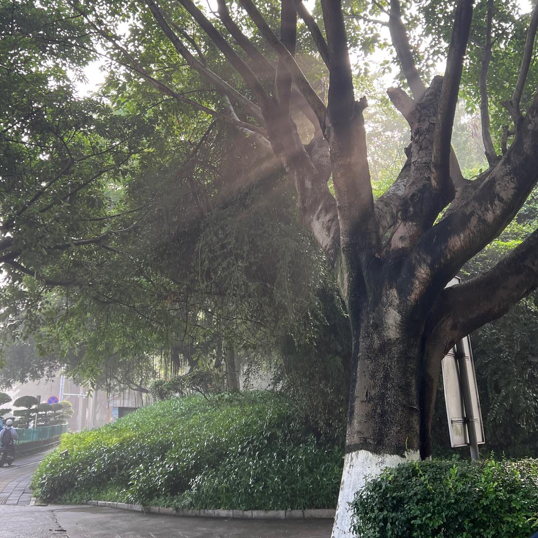麦麦宇