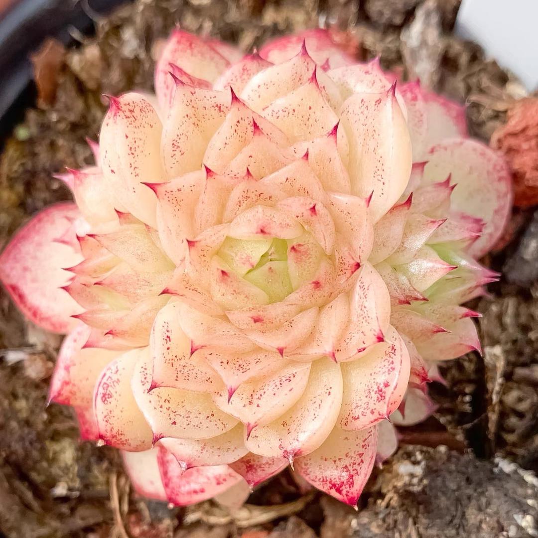 廖廖的多肉小店