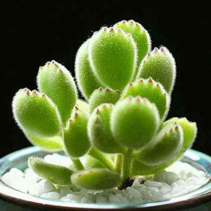 多肉女孩🌵