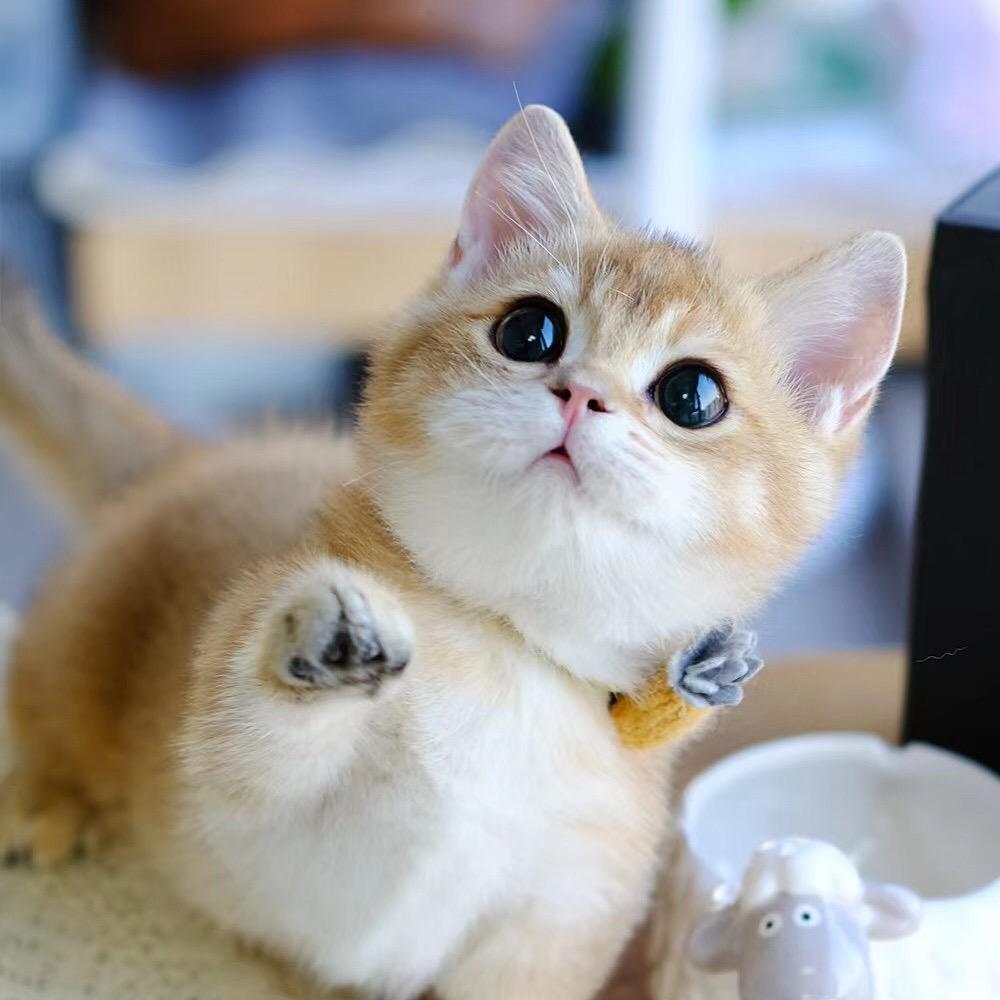 妙喵屋猫咖【万象城店】