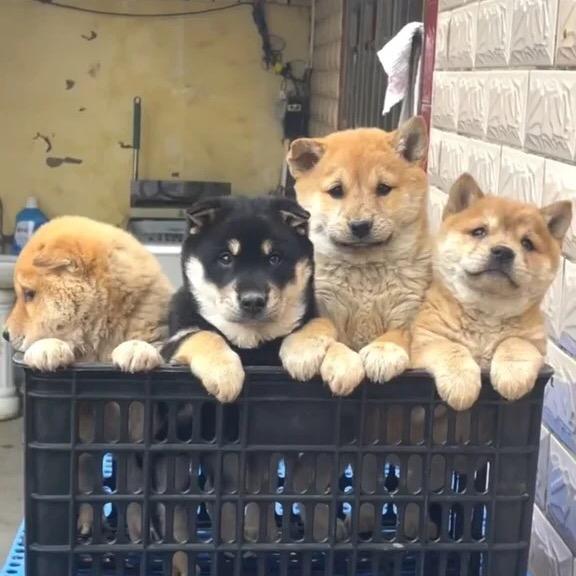 老罗爱养狗