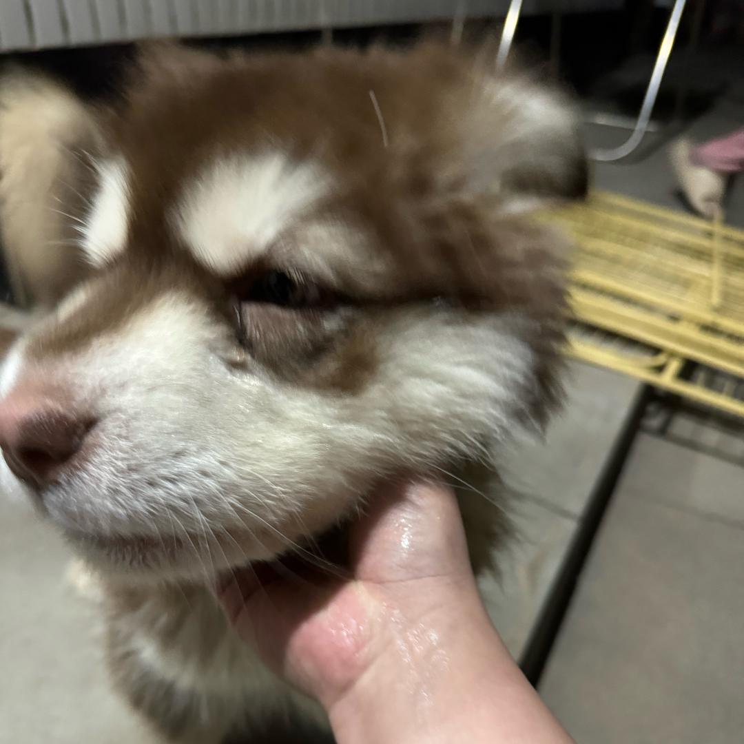 黄骅涛哥