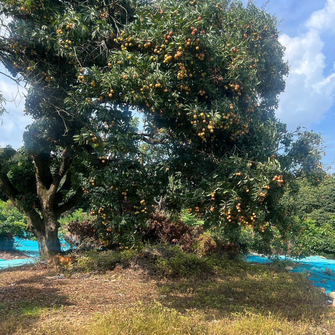 乡间助农甄选果园