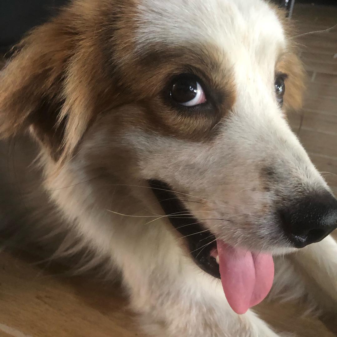 家有旺仔（西北拿刀）