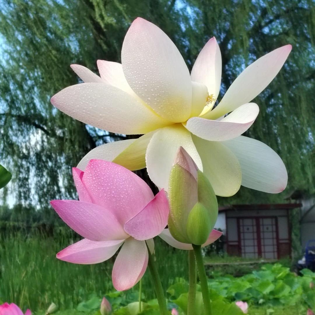 千年古莲故里