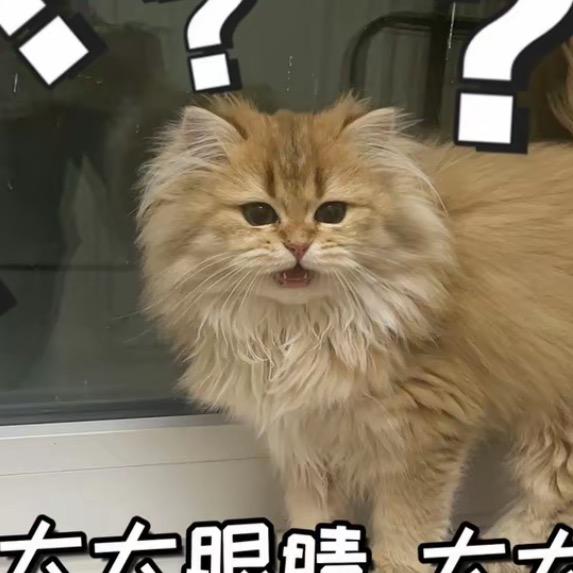 有猫病吖💢