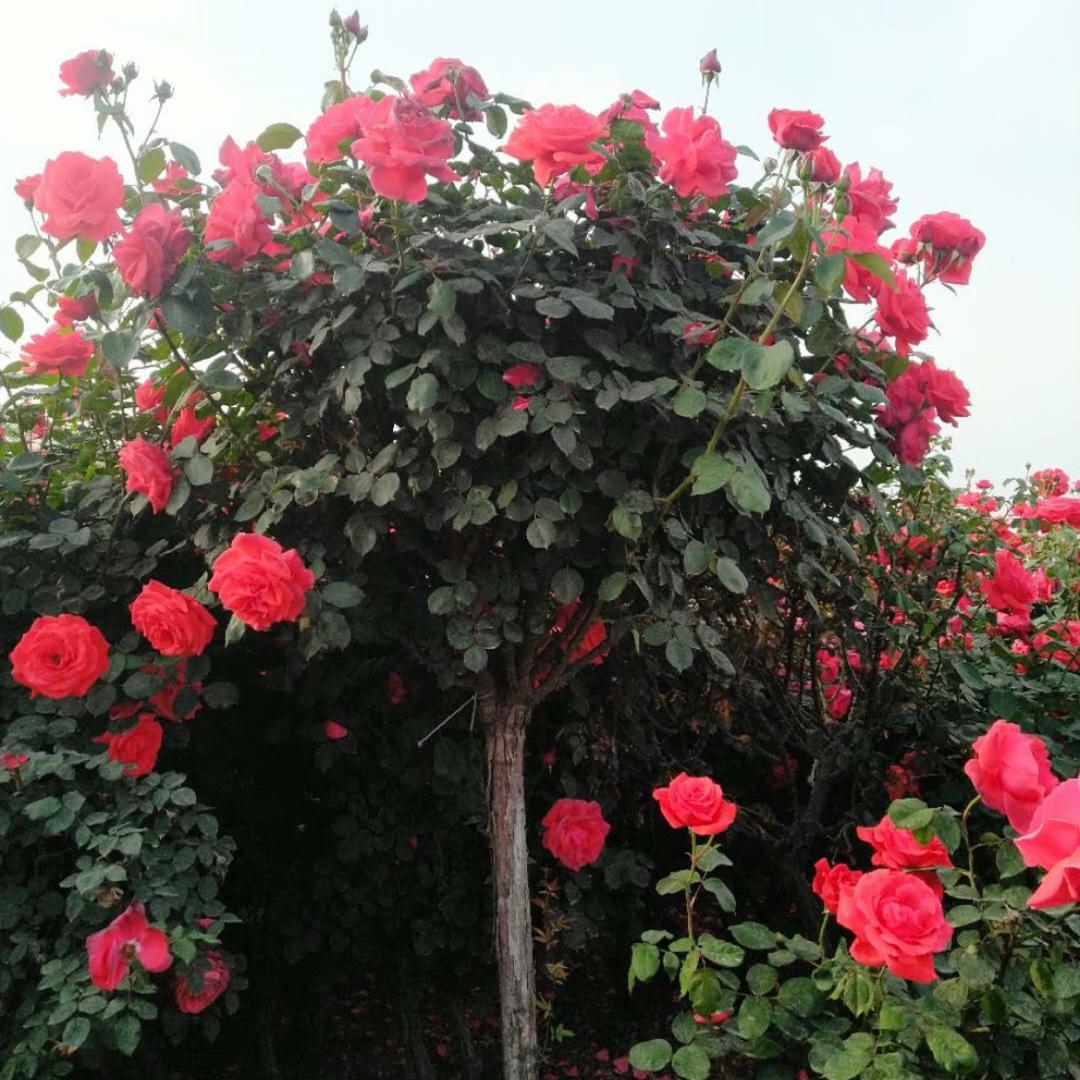 新莉花卉