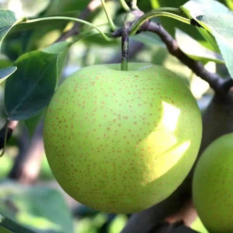 优质甄选农家水果