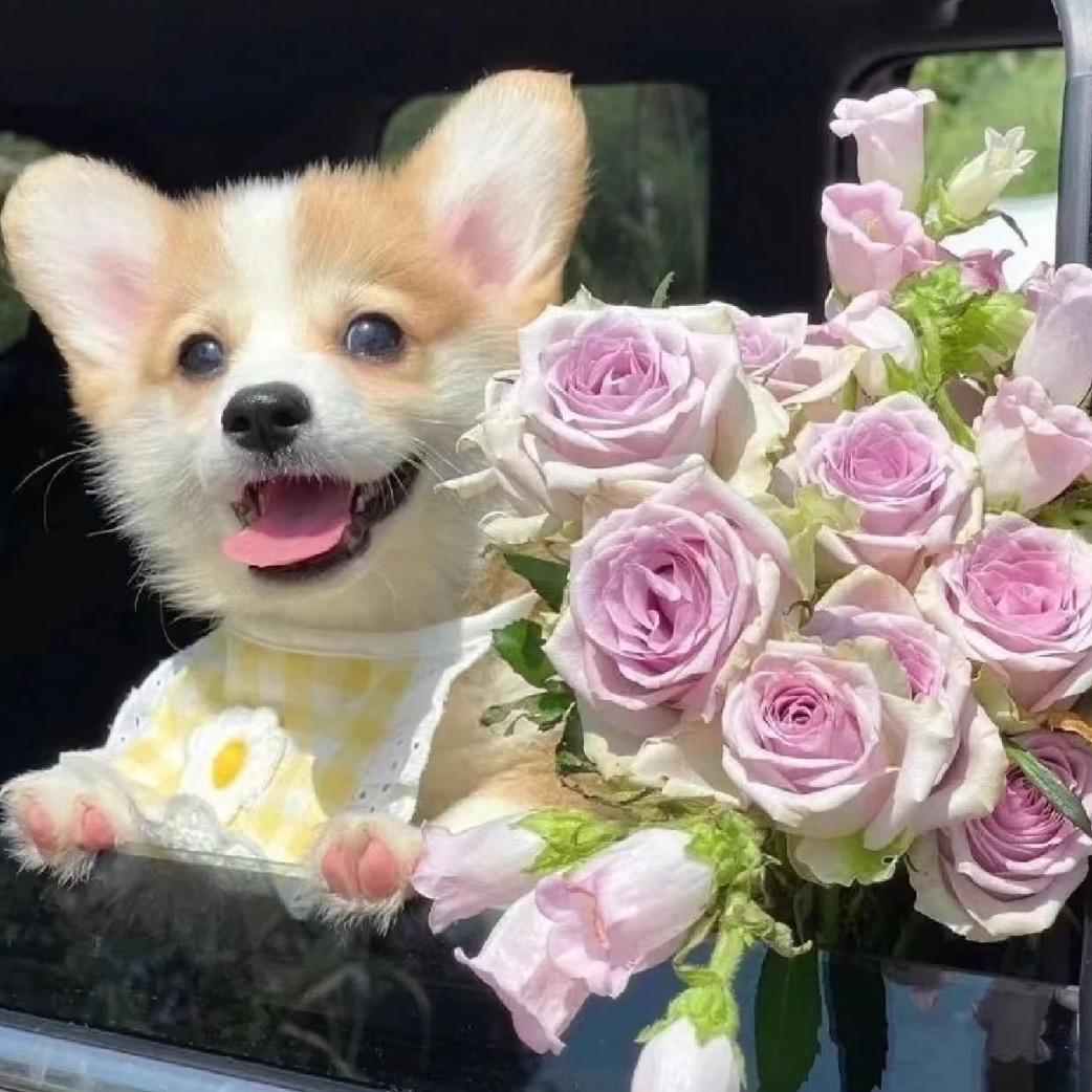 魏玉玉玉🌸