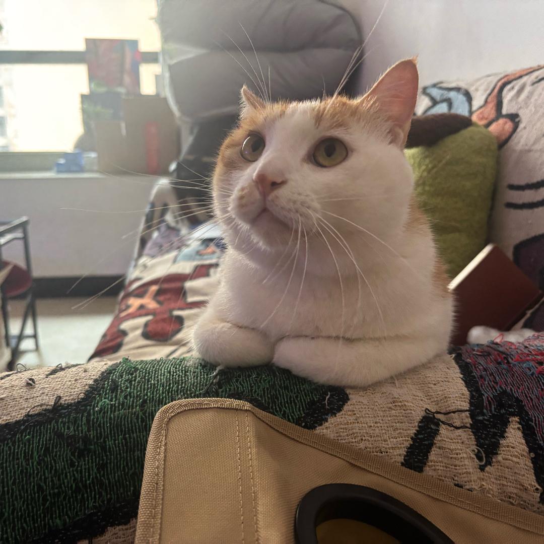 牛肉面加十勺辣