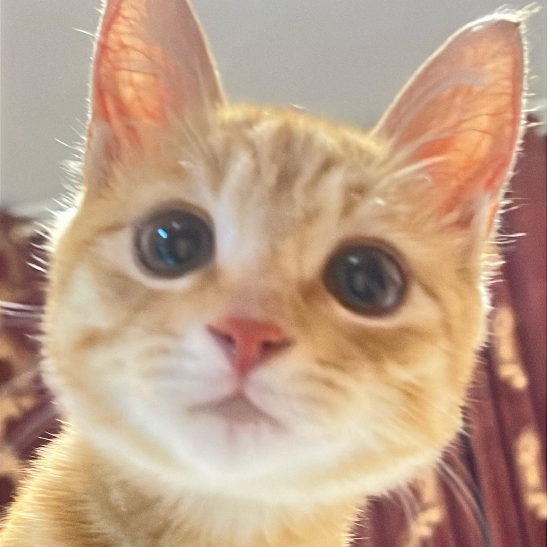 我叫来财