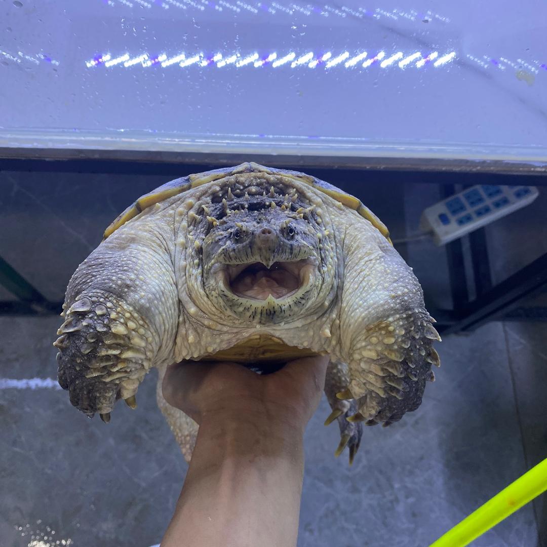 佛鳄庄哥。零售批发
