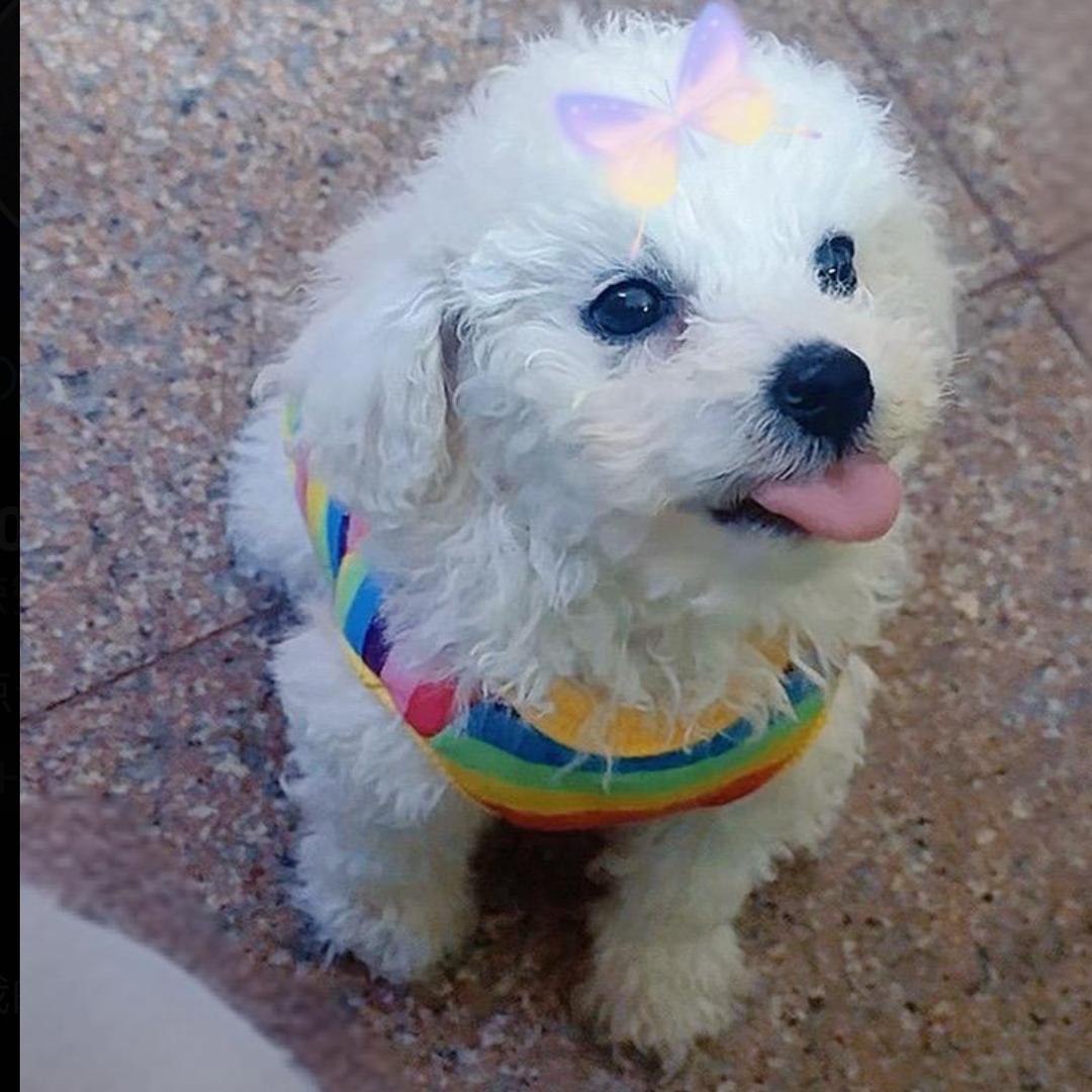 ໑ຼ家有🌾旺仔꧔ꦿ᭄