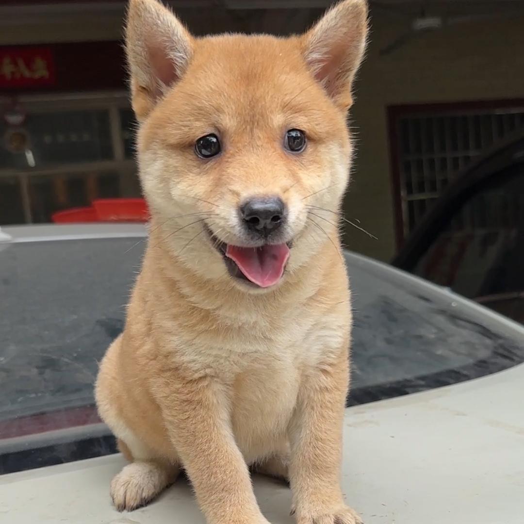 桂乡田园犬舍