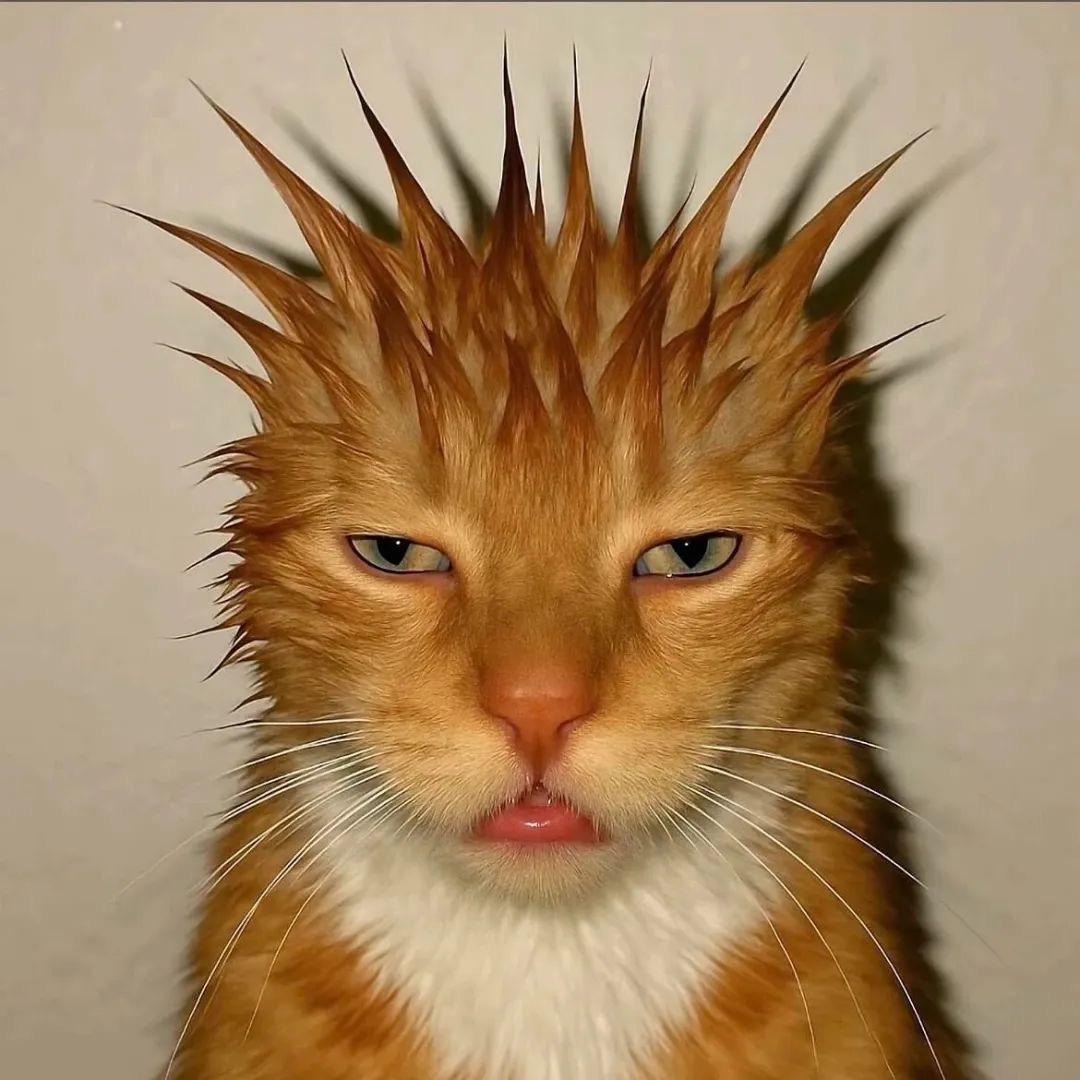 一土酱的三小只