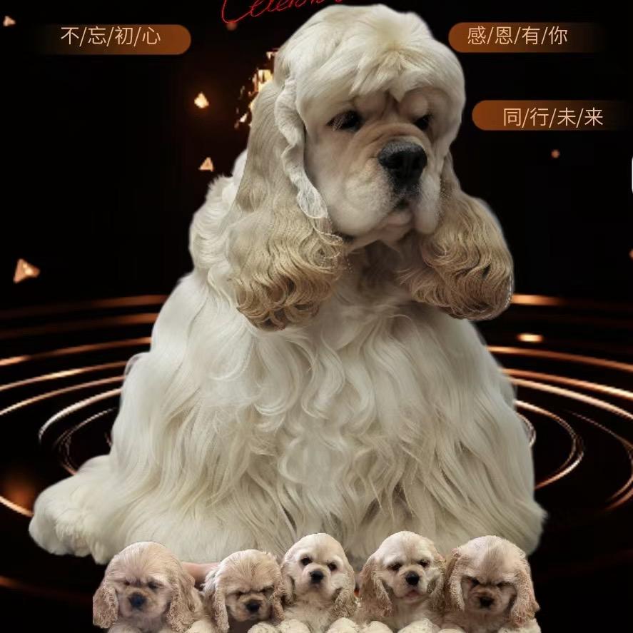 京秦犬业～吴老四