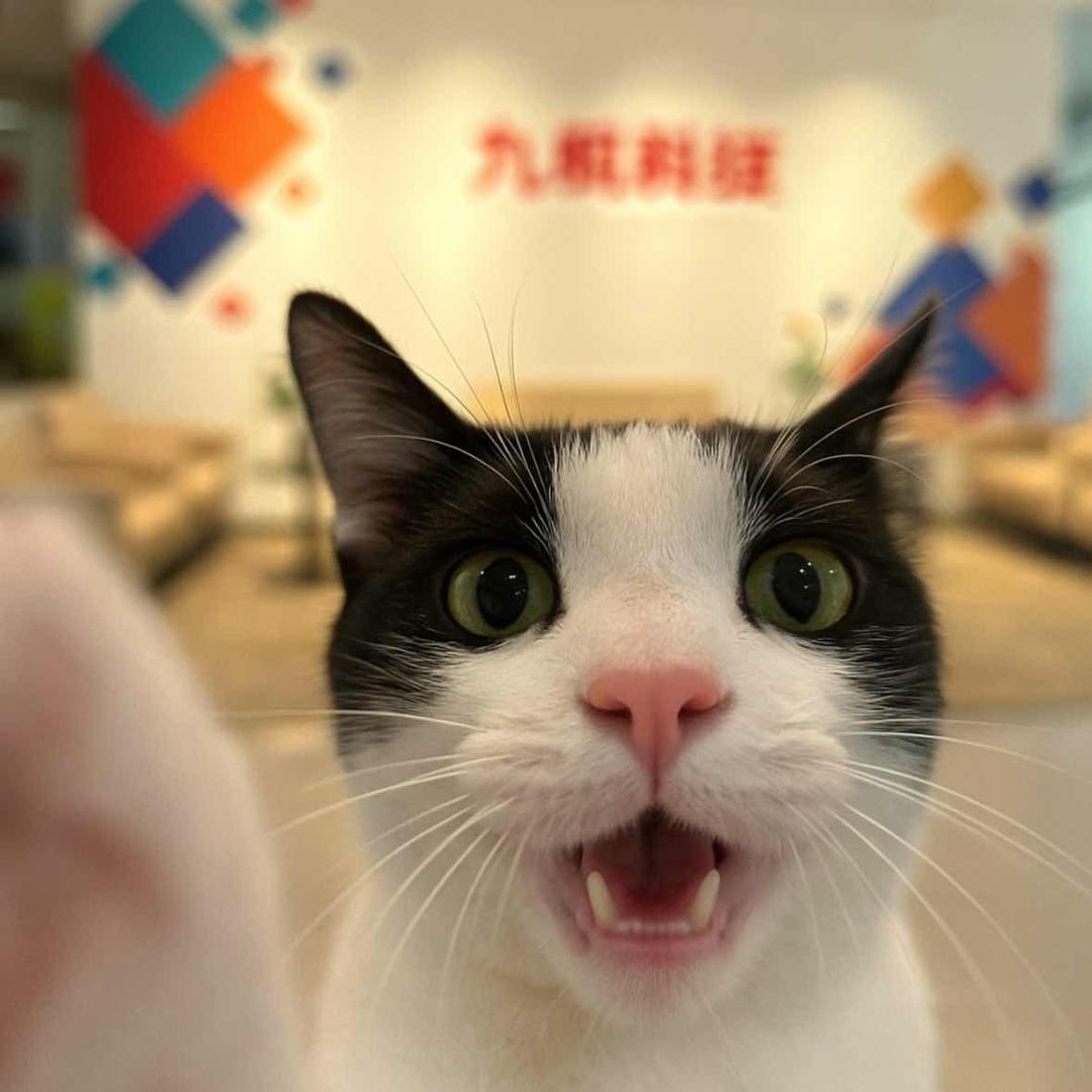 牛马吃草