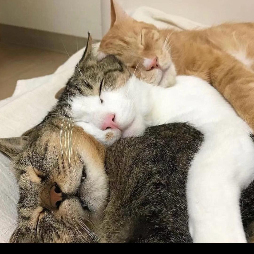 月亮（记录睡觉版）