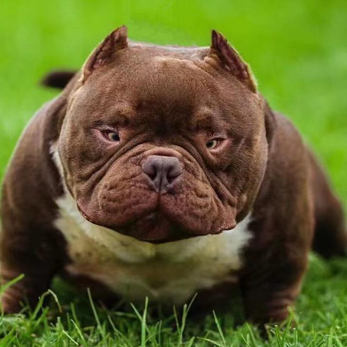 漫步人生（恶霸犬俱乐部）