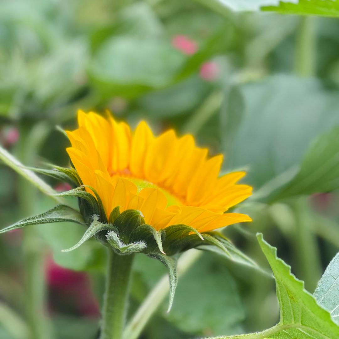 二仙桥尼古拉斯