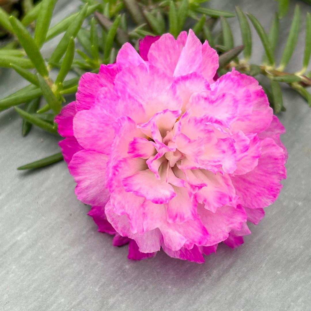 刘亚花卉