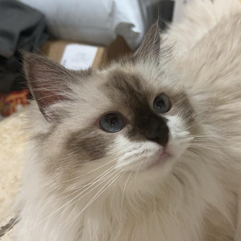 奶糖的一家子