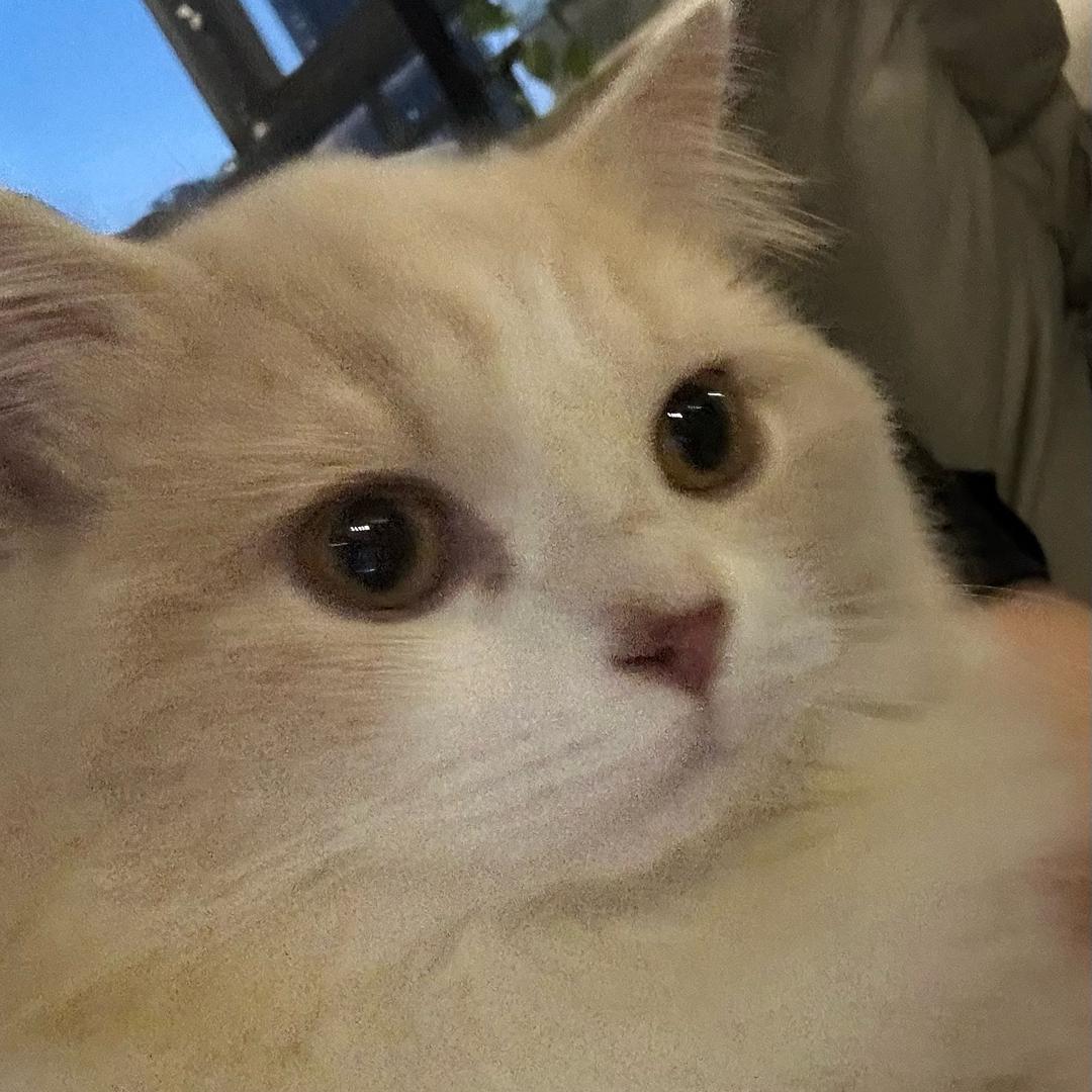 okok
