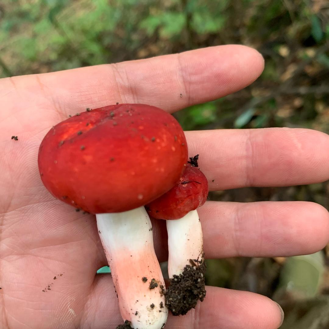 老陈收藏
