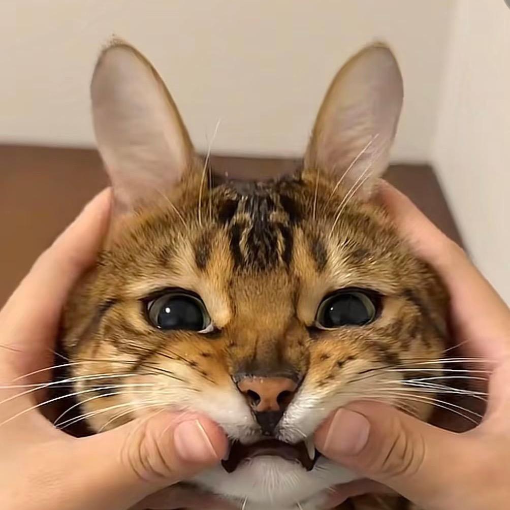 钱多多说进厂（反费版）